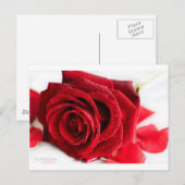 Rose Postkarte (Vorne/Hinten)