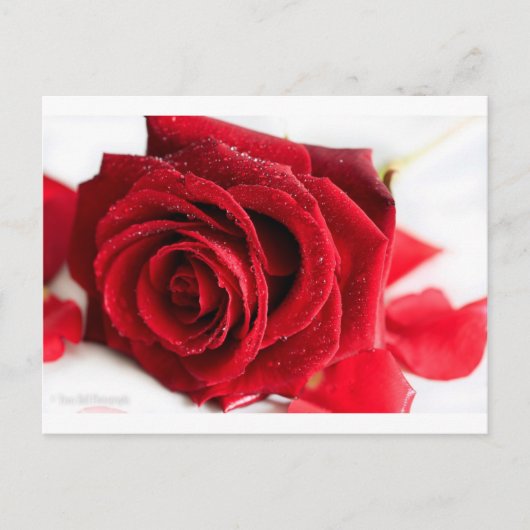 Rose Postkarte (Vorderseite)