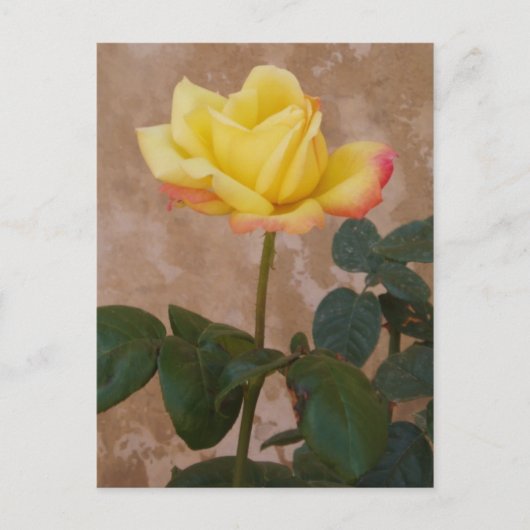 Rose Postkarte (Vorderseite)