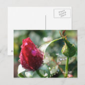 Rose Postkarte (Vorne/Hinten)