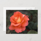 Rose Postkarte (Vorne/Hinten)