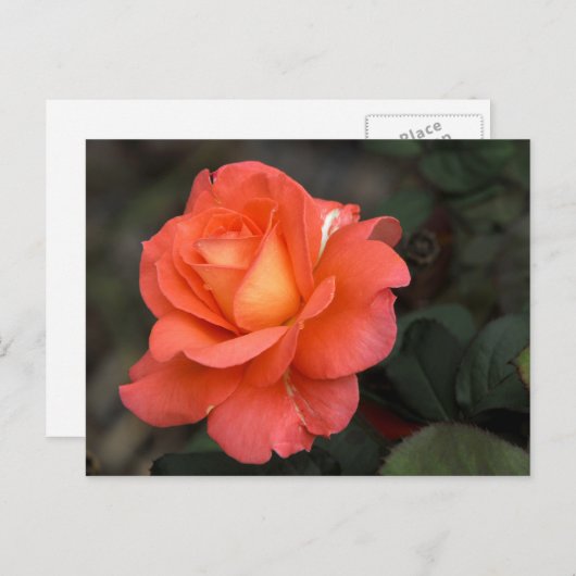 Rose Postkarte (Vorne/Hinten)