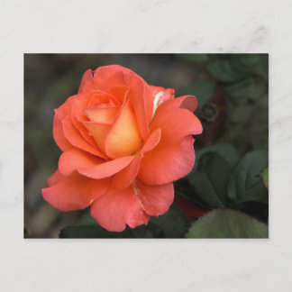 Rose Postkarte