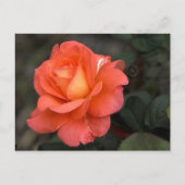 Rose Postkarte (Vorderseite)