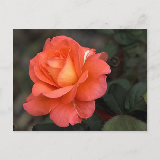 Rose Postkarte (Vorderseite)