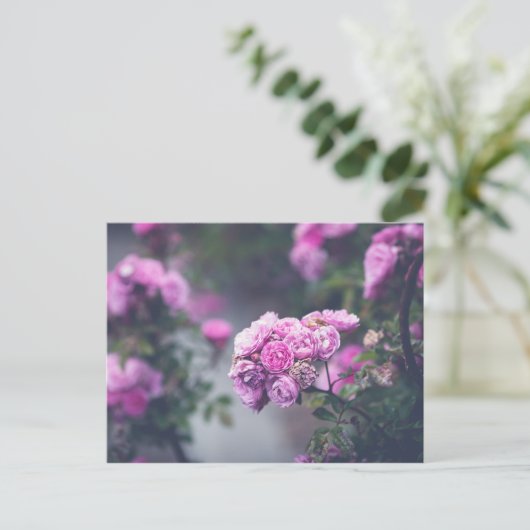 Rose Postkarte (Stehend Vorderseite)