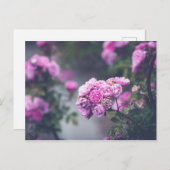 Rose Postkarte (Vorne/Hinten)