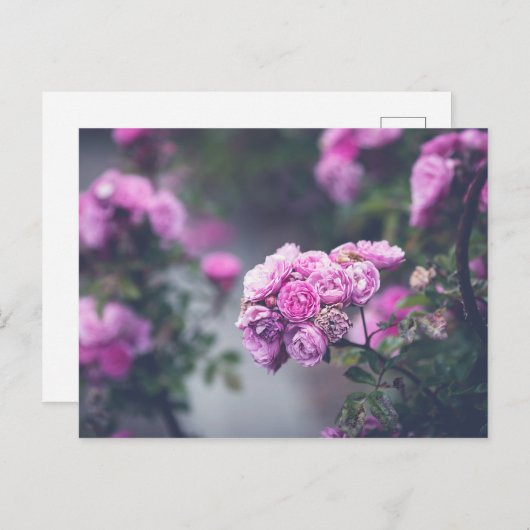 Rose Postkarte (Vorne/Hinten)