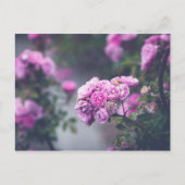 Rose Postkarte (Vorderseite)