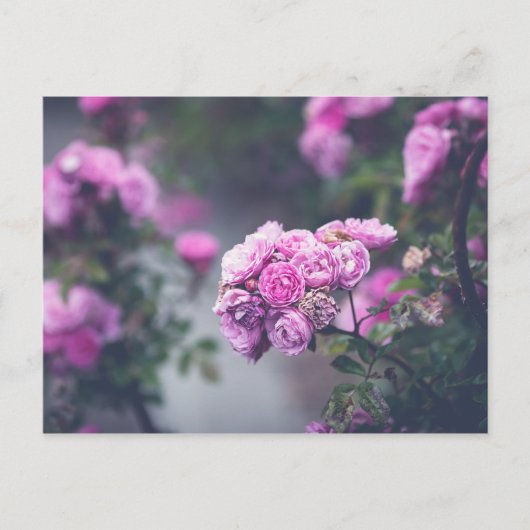 Rose Postkarte (Vorderseite)