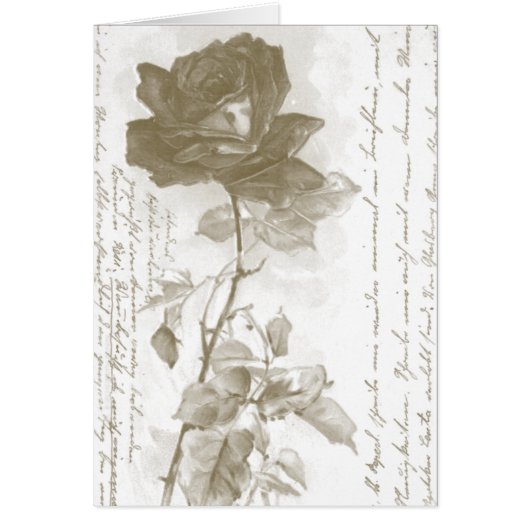 Rose Postkartendesign (Vorne)