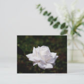 Rose Postweiss Postkarte (Stehend Vorderseite)