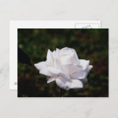 Rose Postweiss Postkarte (Vorne/Hinten)