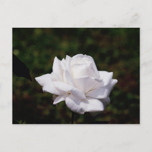 Rose Postweiss Postkarte