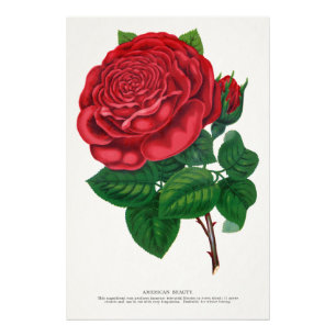Rose Print Rochester Lithographing and Printing Co Fotodruck
