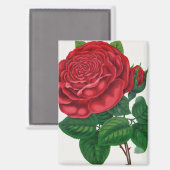 Rose Print Rochester Lithographing and Printing Co Magnet (Vorderseite/Rückseite)