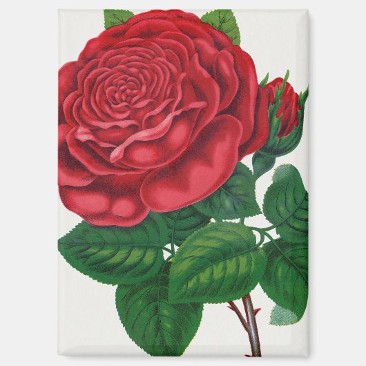 Rose Print Rochester Lithographing and Printing Co Magnet (Vorderseite)