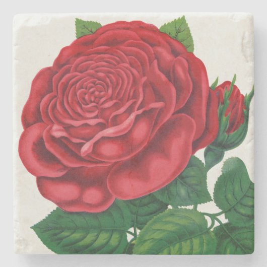Rose Print Rochester Lithographing and Printing Co Steinuntersetzer (Vorderseite)