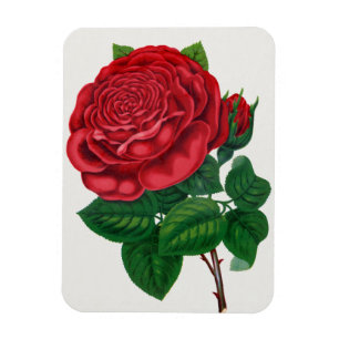Rose Print Rochester Lithographing und Druckerei G Magnet