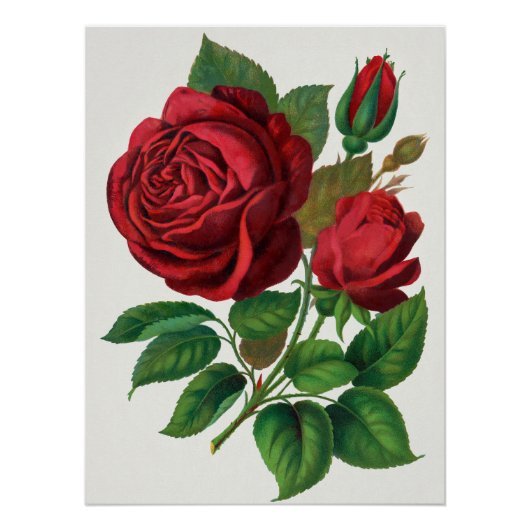 Rose Print Rochester Lithographing und Druckerei Poster (Vorderseite)