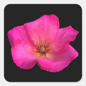 Rose Quadratischer Aufkleber (Vorderseite)