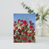 Rose-r-rot Postkarte (Stehend Vorderseite)