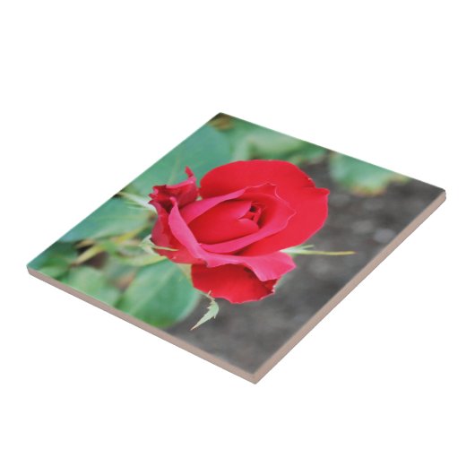 Rose Red Fliese (Seite)