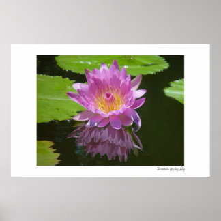 Rose Reflektion Poster