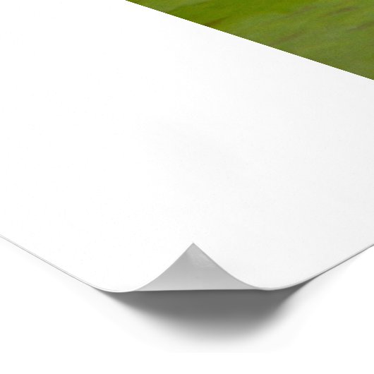 Rose Reflektion Poster (Ecke)