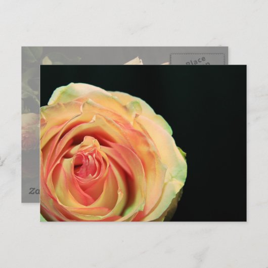 Rose Reflektionen Postkarte (Vorne/Hinten)