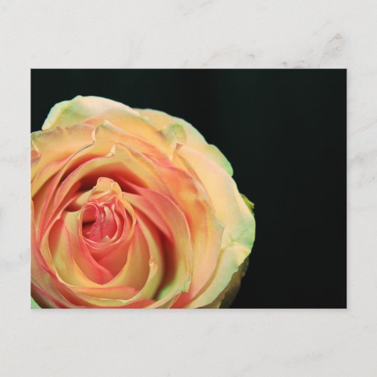 Rose Reflektionen Postkarte (Vorderseite)