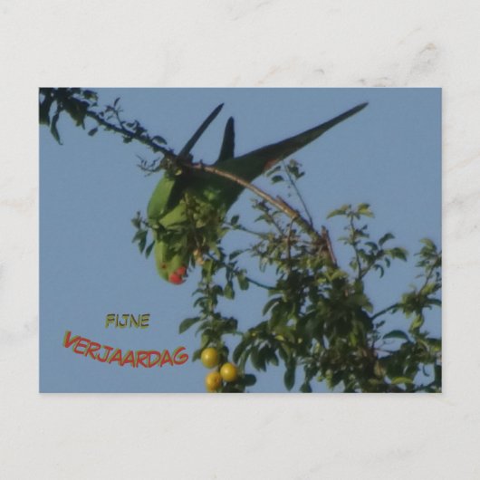 Rose-Ringed Parakeet DIY Geburtstag Postkarte (Vorderseite)