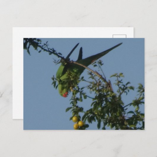 Rose-Ringed Parakeet DIY Postkarte (Vorne/Hinten)