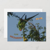 Rose-Ringed Parakeet Geburtstagskarte Postkarte (Vorne/Hinten)
