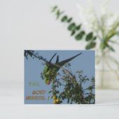 Rose-Ringelparakeet bald gut Postkarte (Stehend Vorderseite)