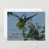 Rose-Ringelparakeet bald gut Postkarte (Vorne/Hinten)