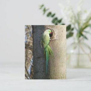 Rose-Ringelparaket im Baum-Heimat Postkarte