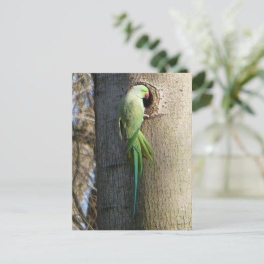 Rose-Ringelparaket im Baum-Heimat Postkarte (Stehend Vorderseite)