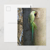 Rose-Ringelparaket im Baum-Heimat Postkarte (Vorne/Hinten)