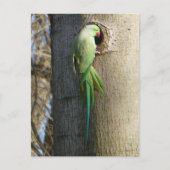 Rose-Ringelparaket im Baum-Heimat Postkarte (Vorderseite)