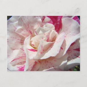 ROSE Rosa Blume 1 Karten Geschenke Tasse