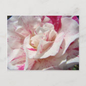 ROSE Rosa Blume 1 Karten Geschenke Tasse (Vorderseite)