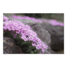 Rose Rosa / Phlox-Blume