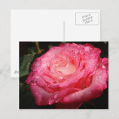 Rose rosa postkarte (Vorne/Hinten)