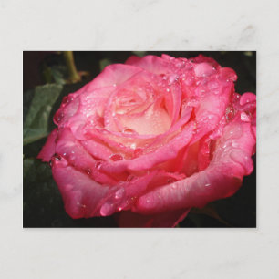 Rose rosa postkarte