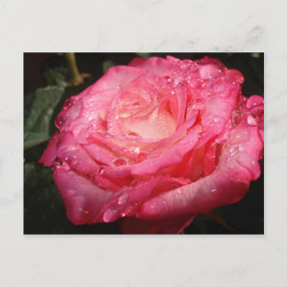 Rose rosa postkarte