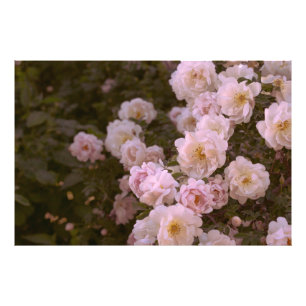Rose rosa romantisch fotodruck