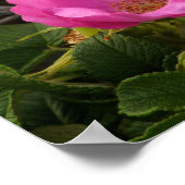 Rose Rosa Rugosa Poster (Ecke)