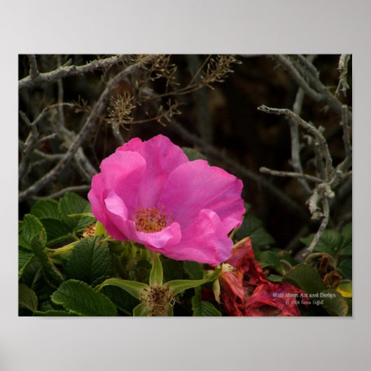 Rose Rosa Rugosa Poster (Vorne)