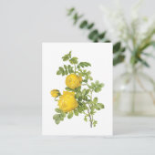 Rose (Rosa sulfurea) von Redouté Postkarte (Stehend Vorderseite)
